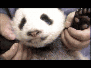 Baby GIF. Dieren Baby Kat Springend Gifs Geanimeerde Aanval Verdienden 