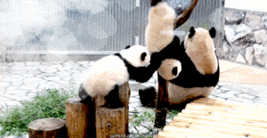 Zooey Deschanel GIF. Dieren Baby Gifs Filmsterren Zooey deschanel  Teef Omgaan Nieuw meisje Jess Lizzy caplan Nemen dat 