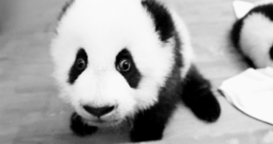 Baby GIF. Bad Dieren Grappig Schattig Baby Gifs De baby aap 