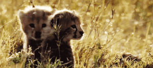 Baby GIF. Baby Gifs Huur Parel De verhuurder De huur wheres 