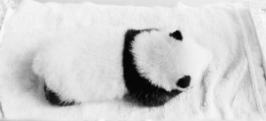Baby GIF. Baby Gifs Parken en rec 