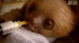 Baby GIF. Baby Ogen Gifs Speelbal 