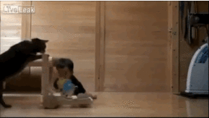 Baby GIF. Dieren Groot Olifant Baby Gifs Oor Klep 