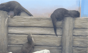 Baby GIF. Dieren Baby Gifs Zegel 