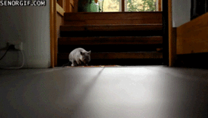 Baby GIF. Dieren Baby Verpleging Gifs Voeden 