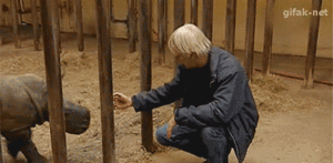 Baby GIF. Dieren Leeuwen Afrika Natuur Wild Baby Giraffe Gifs Dier Baby&amp;#39;s Kalf 