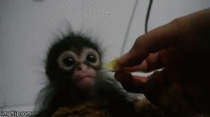 Baby GIF. Baby Engel Prinses Gifs Miss een Jia Gif: missen Ik bracht 80 jaar het verplaatsen 