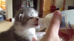 Baby GIF. Baby Gifs Kardashian Kendall jenner Kuwtk 