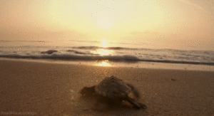 Baby GIF. Zwemmen Baby Bewegend Gifs Dier Zeeschildpad 