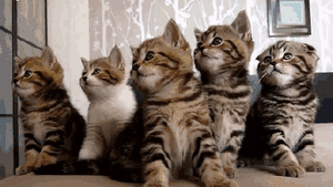 Baby GIF. Baby Pa Gifs Reactie  Meme Reddit Aww Imgur Ouderschap Ouders Geanimeerde s Reactie s 