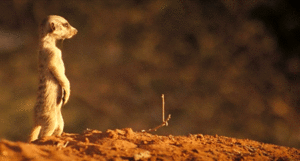 Baby GIF. Baby Engel Prinses Gifs Miss een Jia Gif: missen Ik bracht 80 jaar het verplaatsen 