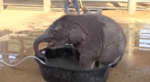 Olifant GIF. Dieren Olifant Baby Sneeuw Gifs 