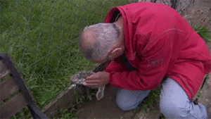 Baby GIF. Dieren Olifant Baby Kus Gifs 