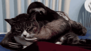 Baby GIF. Baby Gifs Gelukkige verjaardag Freecocaine Ava gardner 