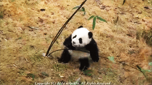 Baby GIF. Tien Baby Gifs Heet A Arts die David tennant Tiende arts Dw Hij is zo schattig Dw cast 
