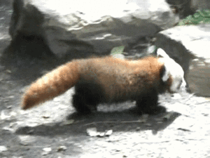 Baby GIF. Muziek Baby Gifs Muziekvideo Mgmt 