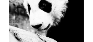 Baby GIF. Artiesten Miley cyrus Baby Gifs De baby gif 