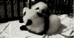 Baby GIF. Liefde Baby Gifs Filmsterren Portia de rossi Vrij Mooi Lt3 Home video 100 favoriete mensen uit te da 