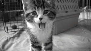 Olifant GIF. Dieren Olifant Baby Gifs Bal 