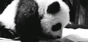 Baby GIF. Tien Baby Tv Gifs Heet Arts die David tennant Tiende arts Dw Tennant Hij is zo schatti 