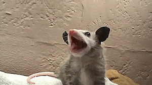 Baby GIF. Baby Gifs 