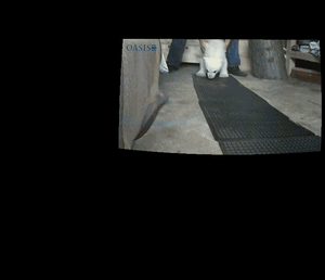 Baby GIF. Jongen Baby Gifs Gelukkig Zoon 