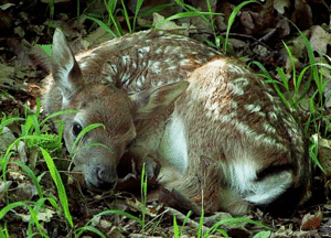 Baby GIF. Dieren Baby Leeuw Gifs Partij Zo hongerig Hes slechts een kleine zebra Leeuw probeert bab 