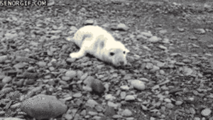Baby GIF. Dieren Baby Gifs Cheetah 
