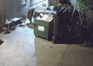 Baby GIF. Dieren Olifant Baby Gifs 
