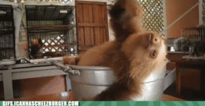 Baby GIF. Dieren Baby Leeuw Gifs Partij Zo hongerig Hes slechts een kleine zebra Leeuw probeert bab 