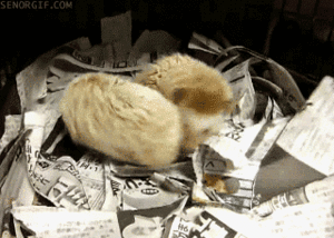 Baby GIF. Baby Eekhoorn Gifs Week Gapende 