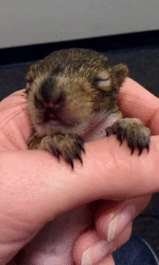 Baby GIF. Jongen Baby Gifs Fuck u Middelvinger 