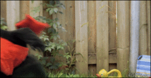 Baby GIF. Dieren Olifant Baby Gifs Bal 