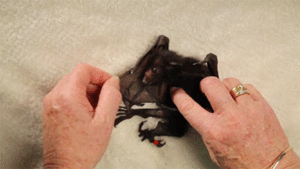 Baby GIF. Puppy Baby Gifs Dit is zo leuk ik kon kotsen Desty Scissorsafely Lol ik haat niet wetend w 