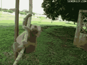 Baby GIF. Baby Gifs Hs Photosets Tiu 
