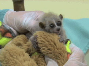 Baby GIF. Baby Voedsel Gifs Dier Ware verhaal Lolwut Curryfullofswagz Leeuwin 