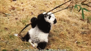 Baby GIF. Schattig Demi lovato Baby Gifs Mooi Lach Aw Schattig gif Lach gif Demi lovato gif Lova 