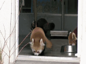 Baby GIF. Dieren Baby Gezicht Gifs Likken Rollen Fret 