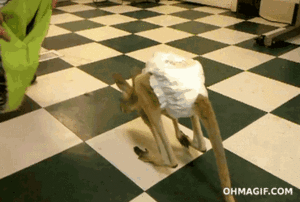 Baby GIF. Baby Eekhoorn Gifs 