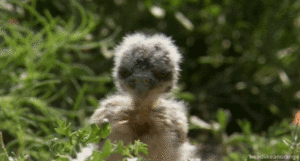 Baby GIF. Eenden Water Baby Gifs Glijbaan 
