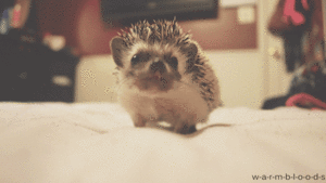Baby GIF. Eenden Water Baby Gifs Glijbaan 