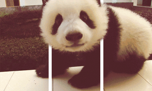 Baby GIF. Liefde Baby Gifs Gif Perfect &eacute;&eacute;n richting Harry stijlen 1d &eacute;&eacute 