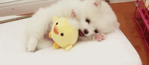 Baby GIF. Vallen Baby Rick Gifs Cartoons en comics Avontuur tijd Cartoon network Bmo Zeepbel Moed 