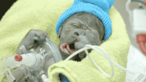 Baby GIF. Baby Gifs Reactie Aanbiddelijk Reactie gezicht 