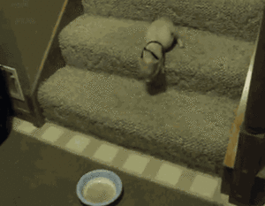 Baby GIF. Baby Gifs Zeeschildpad Aanbiddelijk De mijne Cutie Doorboren de sluier Tony perry Dansfe 