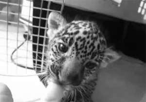 Baby GIF. Hercules Baby Gifs Aanbiddelijk Paard Pegasus 