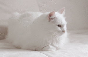 Baby GIF. Baby Engel Prinses Gifs Miss een Jia Gif: missen Ik bracht 80 jaar het verplaatsen 