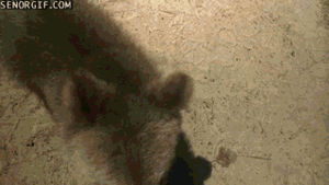 Baby GIF. Baby Star trek Gifs  Zoet Star trek into darkness Jim kirk Captain kirk James kirk Idst 