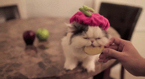 Baby GIF. Baby Gifs Shaytards Rocktard Pdp 