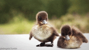 Baby GIF. Baby Gifs Eend Eendje 